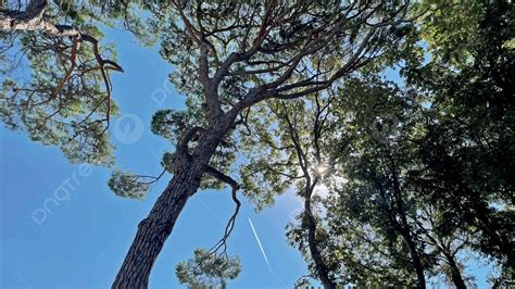 Environment PNG 的图像结果