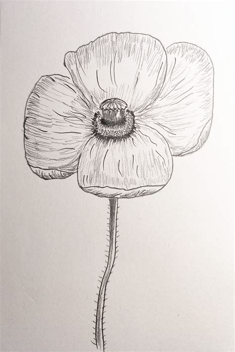 Drawing A Poppy Flower - Drawing Tips Guide