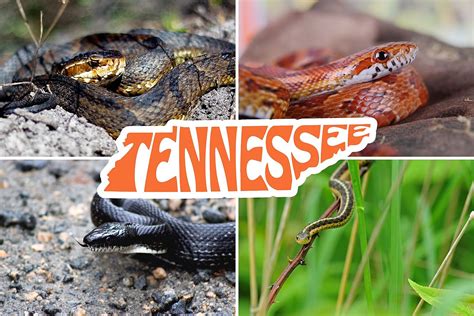 4 Venomous Snakes in Indiana [PHOTOS & VIDEO of How to Identify]