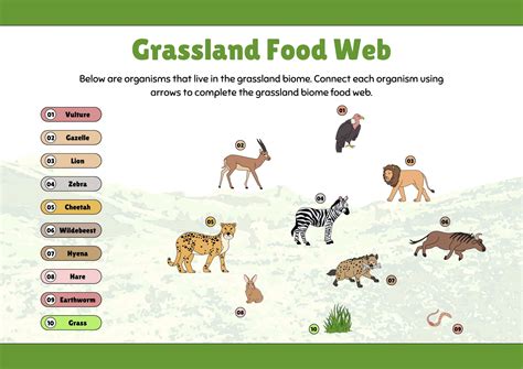Grassland Food Web