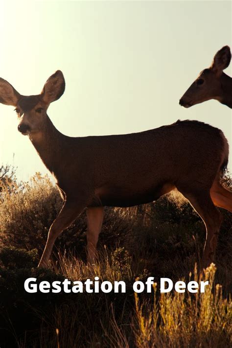 7 signs deer gestation period - Artofit