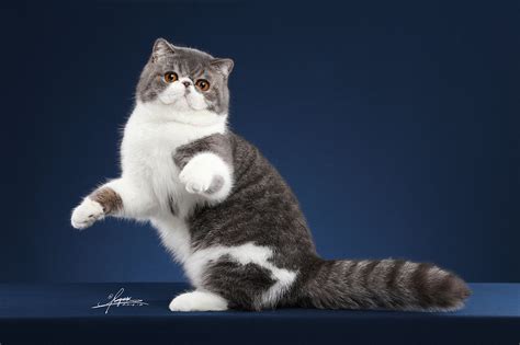 《加菲猫2》：爱上加菲猫，需要理由吗？_影音娱乐_新浪网