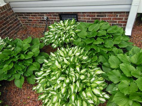How to Divide Hostas - Summers Acres