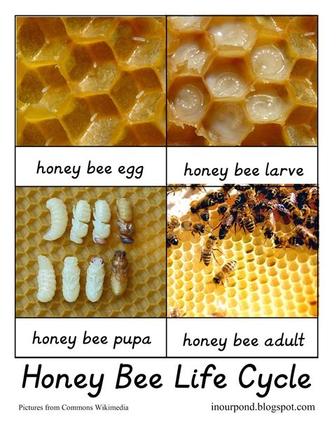 Honey Bee Life Cycle 3-Part Cards | Honey bee life cycle, Bee life ...