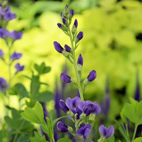 False Indigo