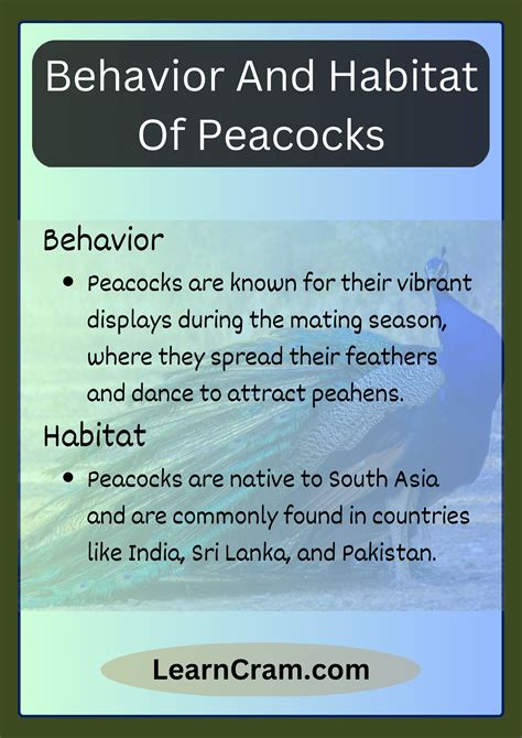 Peacock Paragraph: Facts, Behaviors, And Symbolism – Learn Cram