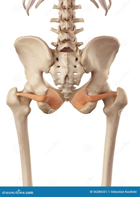 3d Illustration Of The Obturator Externus Muscles On Xray Musculature Royalty-Free Cartoon ...