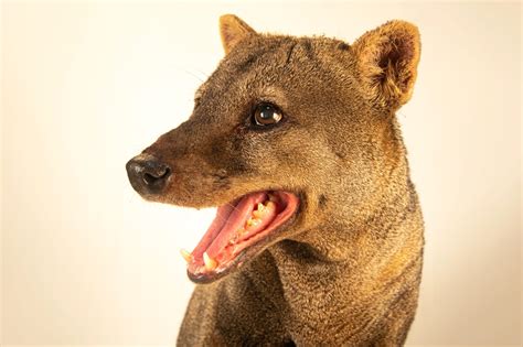 Short-eared dog (Atelocynus microtis) - Joel Sartore