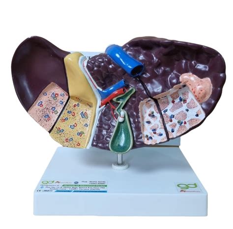GD ANATOMICALS ® Human Liver 3D Model - Educational Human Liver Model ...