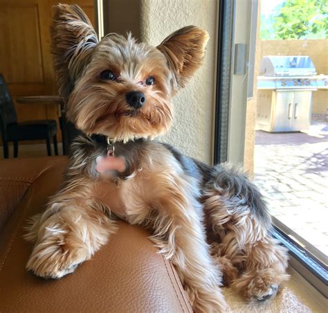 Lifespan Yorkshire Terrier - Pets of Life - lifespan of yorkshire terrier