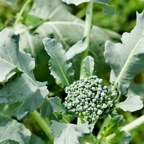 Broccoli Starting To Flower at Tawana Tibbs blog