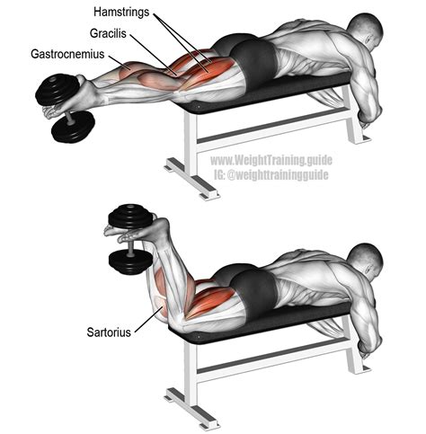 Dumbbell leg curl. An isolation exercise. Target muscles: Hamstrings ...