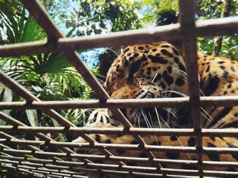 Wildlife in Belize: 10 Amazing Animals You Must See!