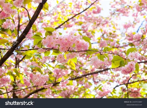 Japan Flowers 的图像结果