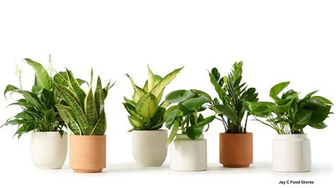 Top 5 Low Maintenance House Plants – Floral Acres Greenhouse & Garden ...