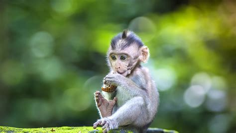 Gandhiji’s Monkey - Indian Thoughts