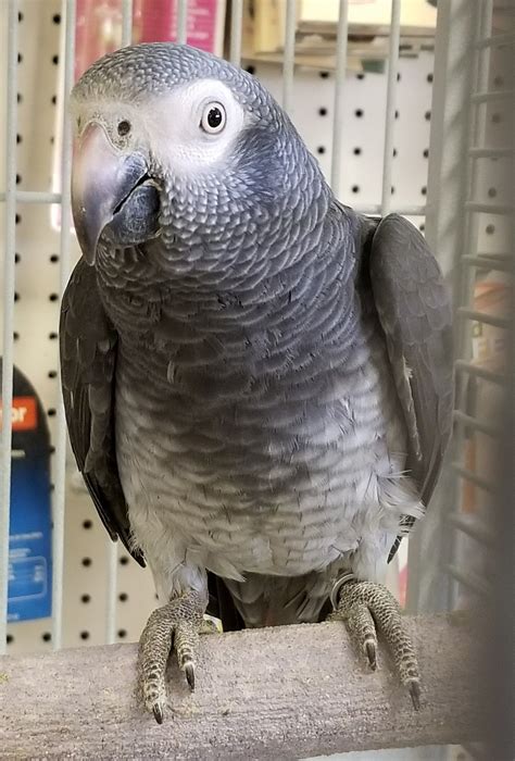 Timneh african grey parrot health personality colors and sounds – Artofit