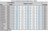 German Shepherd Puppy Weight Chart: Month by Month Growth