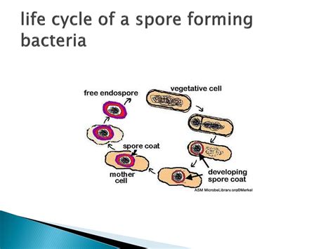 PPT - Differential staining PowerPoint Presentation, free download - ID ...