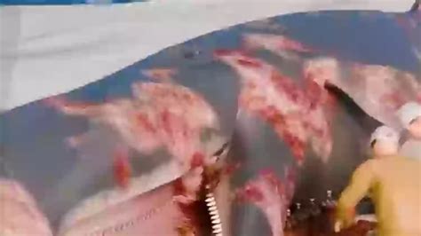 Exploding Whale Oregon 1970 的图像结果