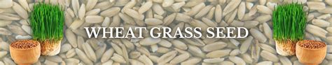 Amazon.in: Gachwala: Wheat Grass Seeds
