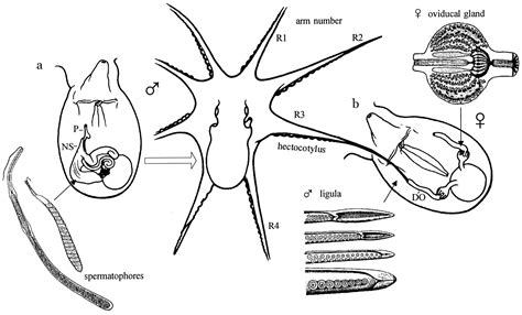 Octopus Reproductive Organs
