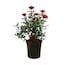 Lowe's Red Double Knock Out Rose 2-Gallon (s) in Pot NURSERY at Lowes.com