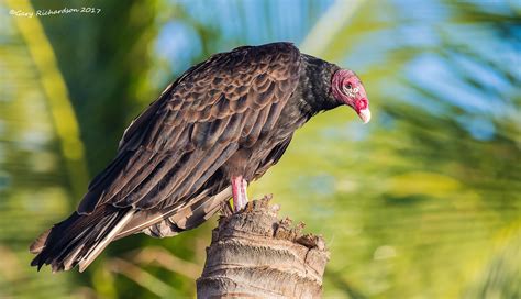 Details : Turkey Vulture - BirdGuides