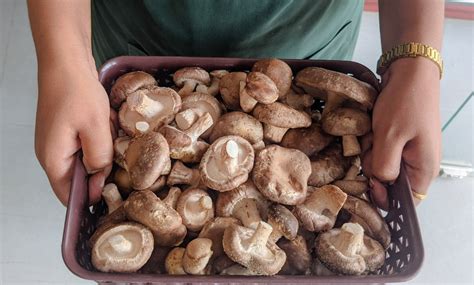 Farm Fresh Mushrooms-Shiitake – Green Apron Farms