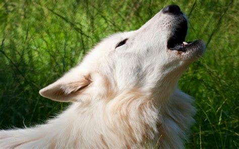 Image result for Wolves Howling Animal