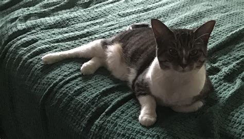 Sweetie Pie – Heavenly Paws Shelter