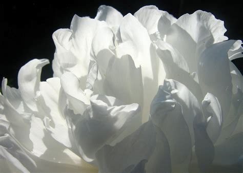 What does white symbolize? - Multino