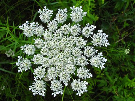 Yellow Flower Looks Like Queen Anne's Lace at Sybil Downing blog