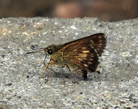 Halpe spp. | Butterfly