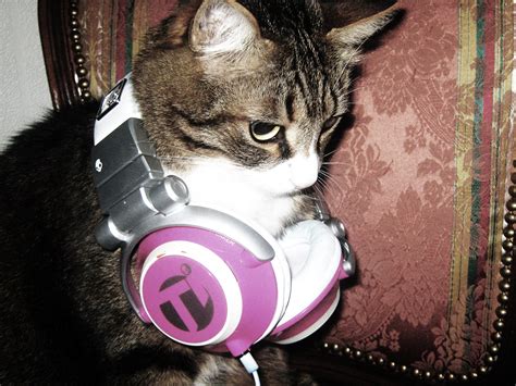 headphones, Cats Wallpapers HD / Desktop and Mobile Backgrounds