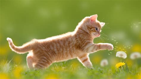 Our Staunton, VA Veterinarians | Augusta Valley Animal Hospital