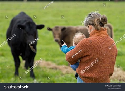 Mother Baby On Cow Farm Agriculture Stock Photo 2209686653 | Shutterstock