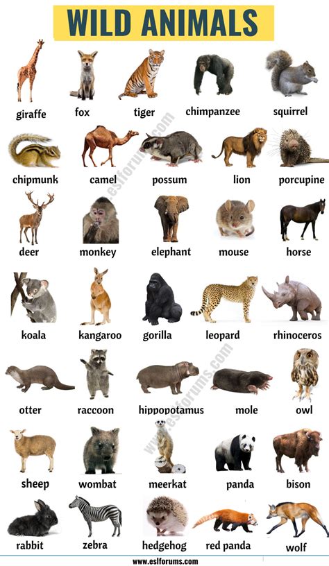 What Are The Types Of Animals at Bradley Glatt blog