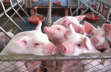 京基智农：高州楼房养猪项目已竣工交付，文昌项目喜迎第一批仔猪 - 大畜牧网