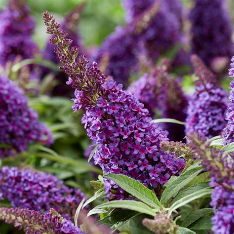 Buddleja Butterfly Candy Little Purple - Dwarf Buddleia Butterfly Bush