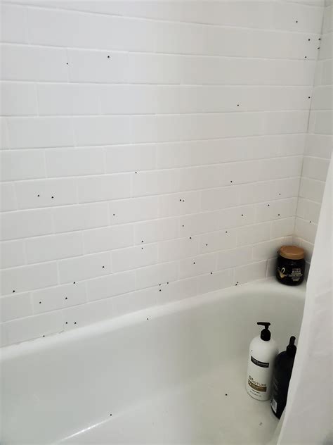 Drain Fly Infestation- I have a severe infestation of drain flies in my ...