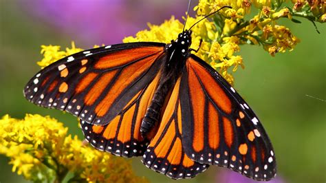 Monarch Butterfly Wallpapers - Top Free Monarch Butterfly Backgrounds - WallpaperAccess