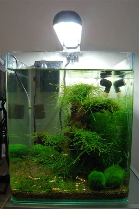 Image result for Nano Tank Java Moss
