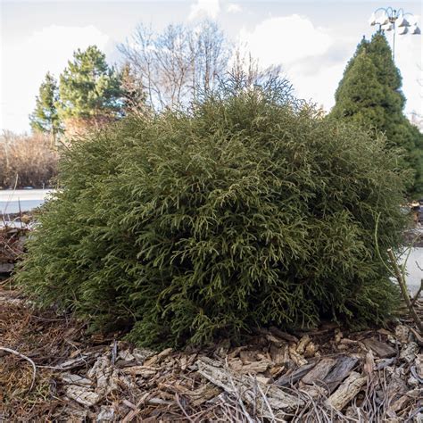 Thuja occidentalis ‘Bobozam' ~ Mr. Bowling Ball® Arborvitae – JTSOP Farms