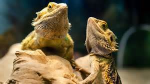 The Oldest Bearded Dragon (Plus Expected Lifespan!) - A-Z Animals