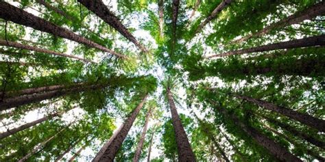 Trees of Knowledge