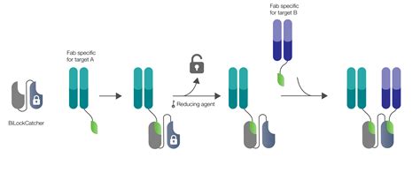 Bio-Rad's Study Demonstrating Utility of its SpyLock Technology for Fast Generation and ...