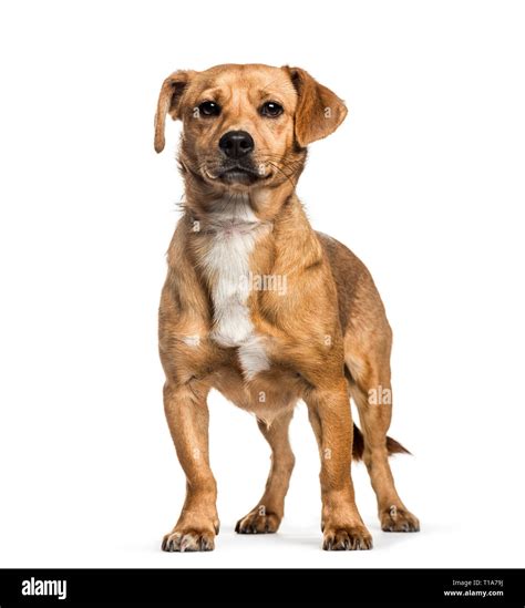 Mixed-breed dog, 1 year old, in front of white background Stock Photo ...