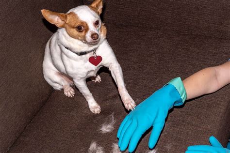 Do Chihuahuas Shed And How To Deal With Their Shedding Schedule