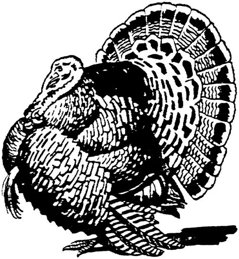 [28+] Turkey Clipart Black And White Vector